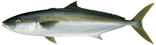 kingfish